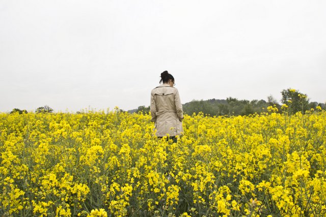 campos de flores amarillas en Lleida