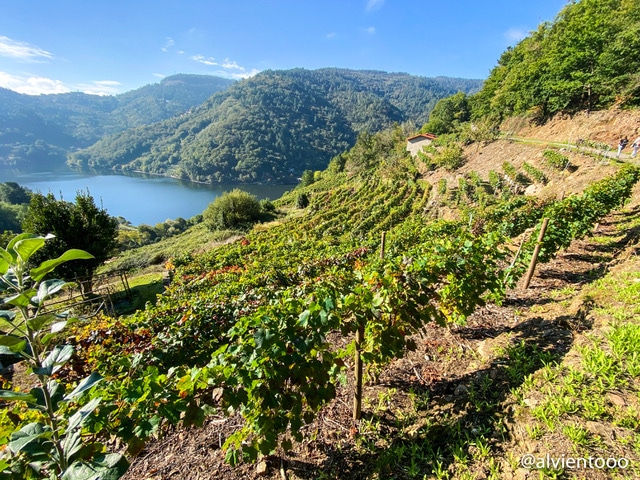 viinos ecológicos en galicia 