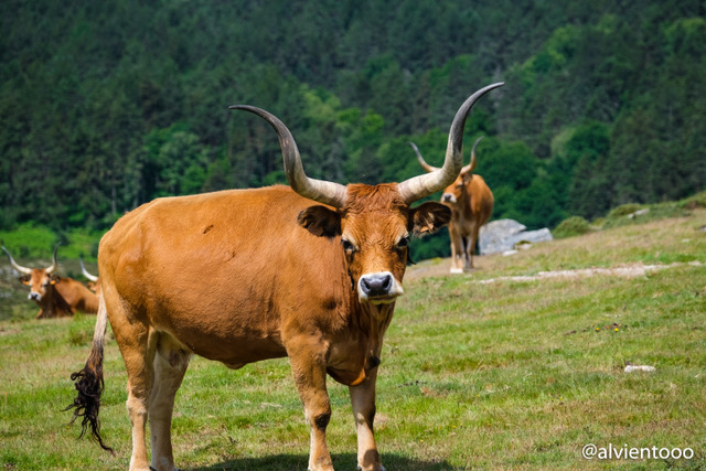 vacas de raza Barrosão