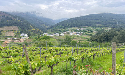 Vinos de Valdeorras, estupendos embajadores de Galicia